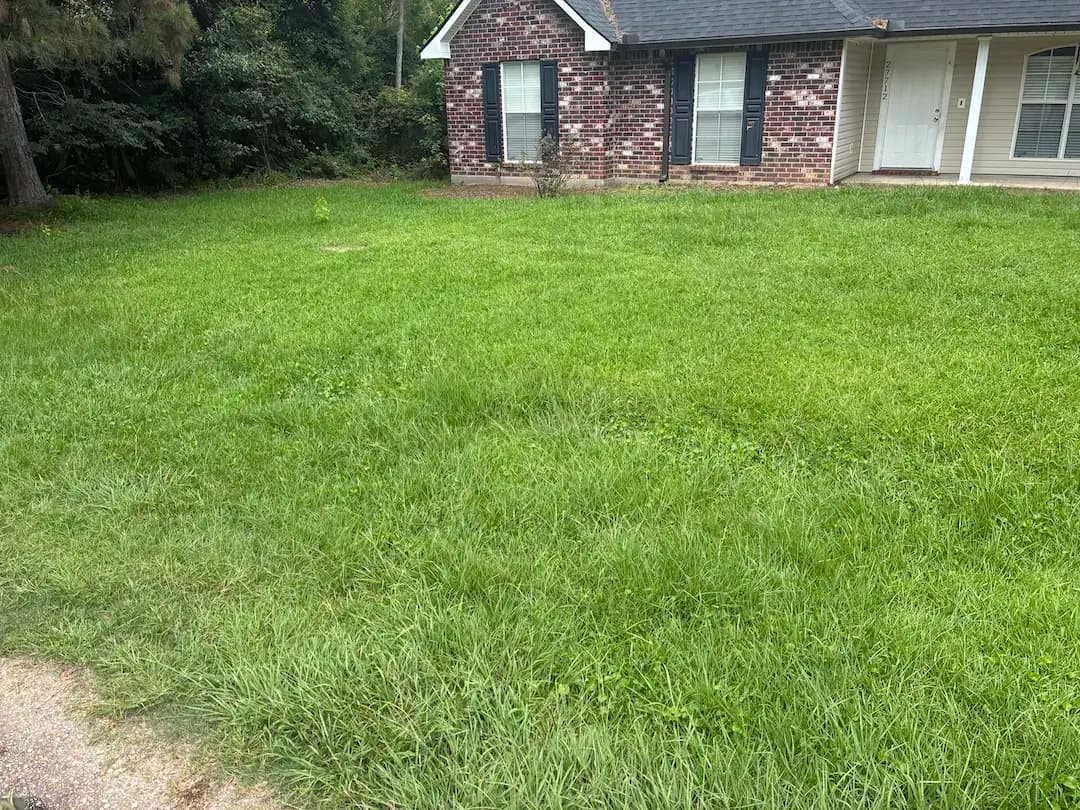 Yard before Beast treatment